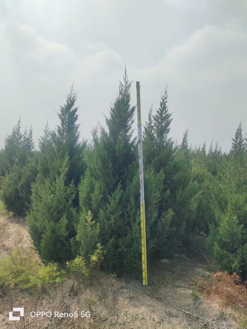 蜀桧山西运城苗木基地，欢迎全国各地采购商前来咨询