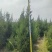 蜀桧山西运城苗木基地，欢迎全国各地采购商前来咨询