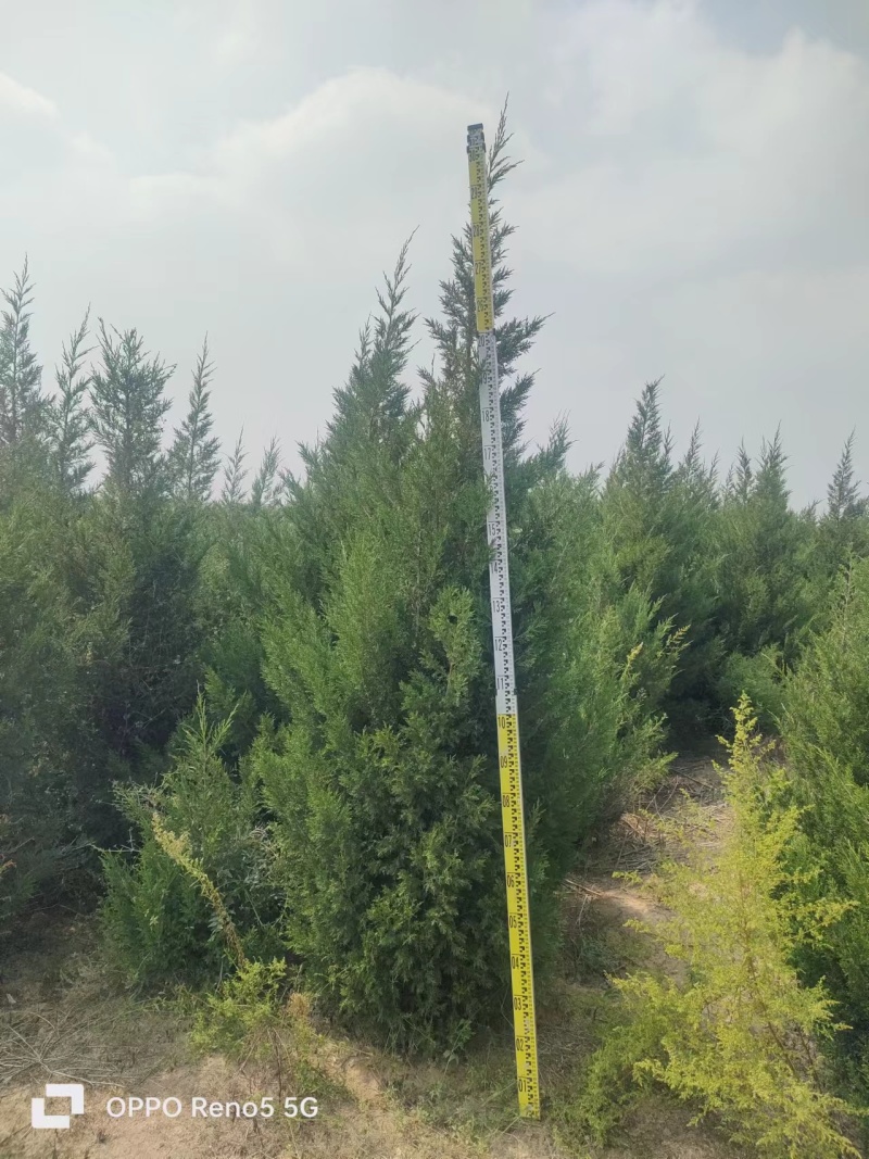 蜀桧山西运城苗木基地，欢迎全国各地采购商前来咨询