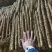 河北山药小白嘴白山药产地一手货源量大从优全国发货