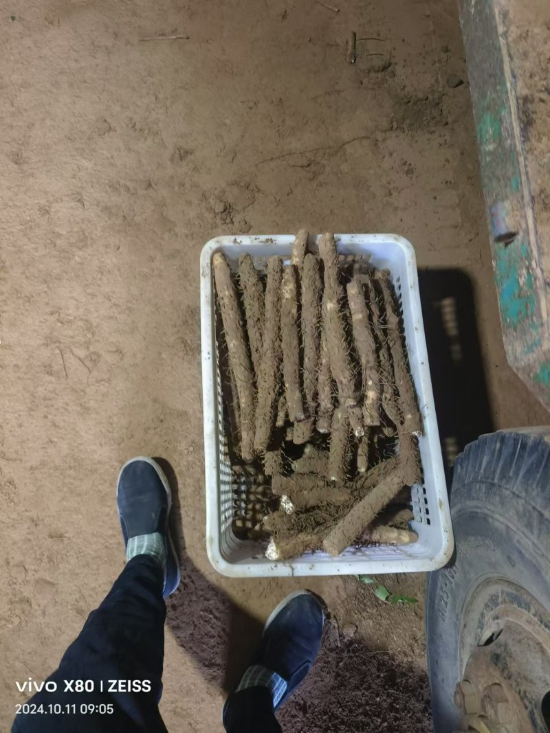 河北山药小白嘴白山药产地一手货源量大从优全国发货