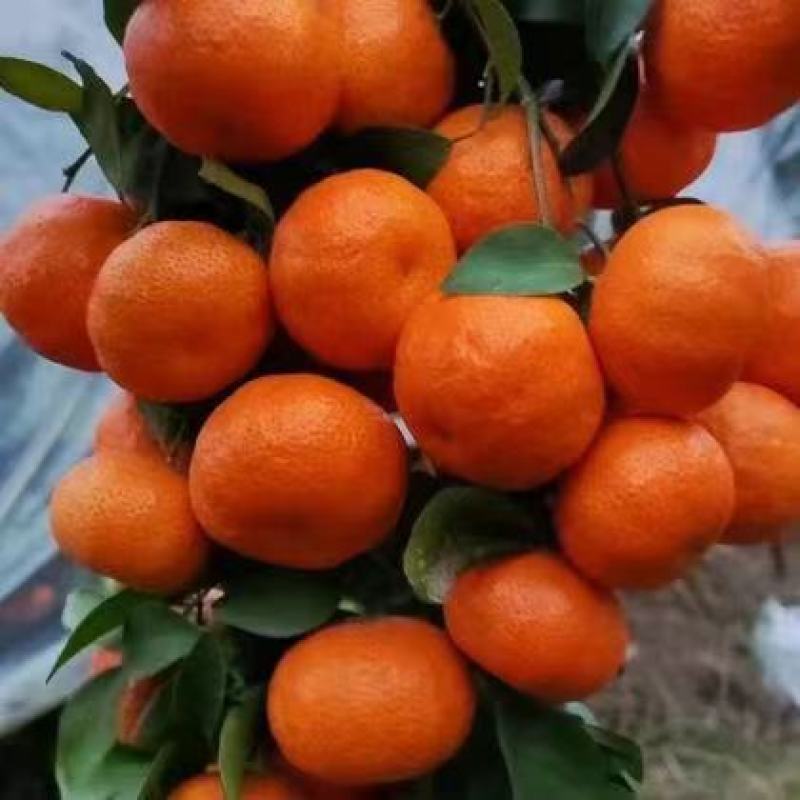 优选砂糖橘广西沙糖桔皮薄肉甜多汁质量保证
