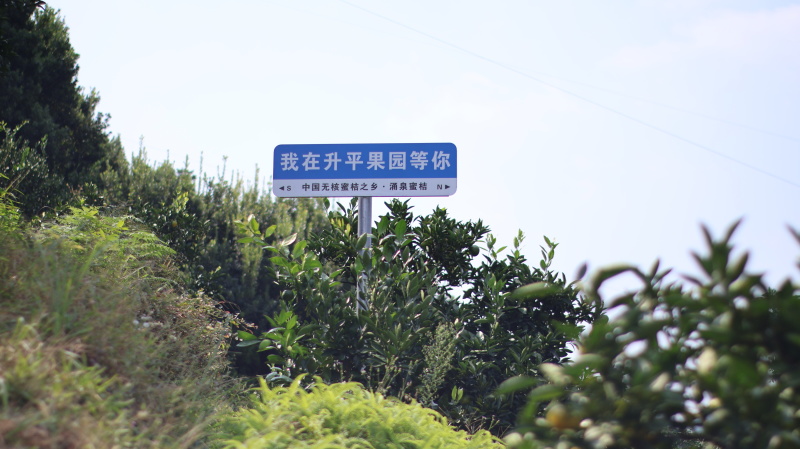 虽然青但好吃正宗涌泉大丰蜜桔特早熟橘子临海橘子黄岩