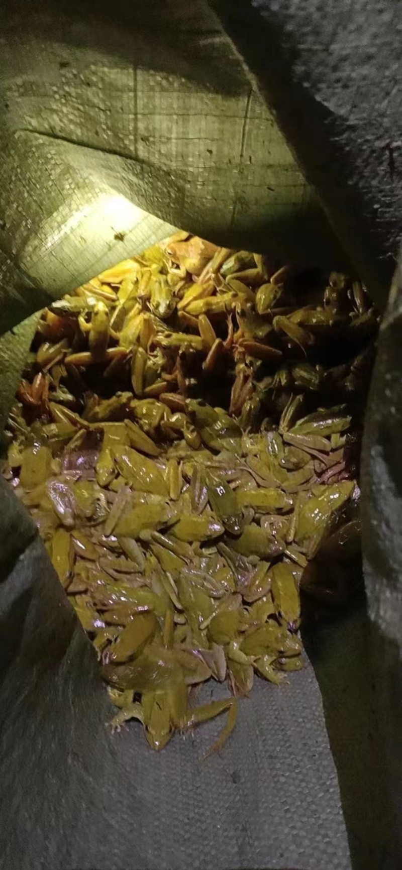 林蛙，黄泥蛙