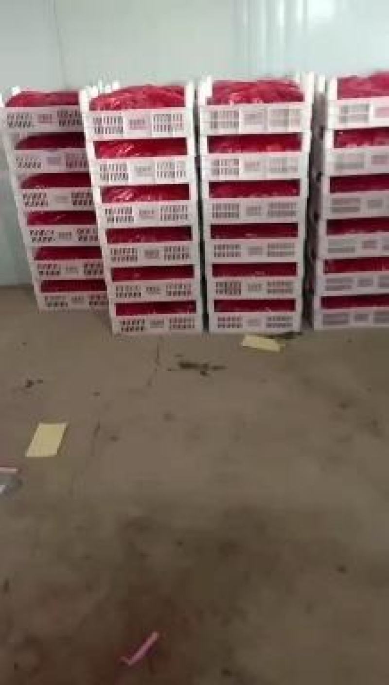 商河县玉皇庙镇釜山88.12糖分，大量上市产地货源充足