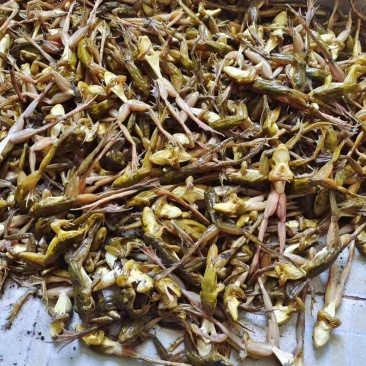林蛙，黄泥蛙