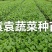 三青莴笋苗