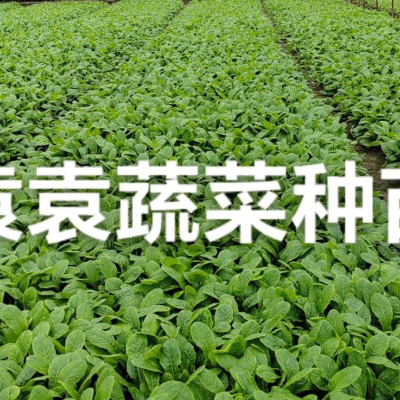 三青莴笋苗