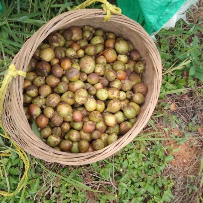 农村正宗茶油