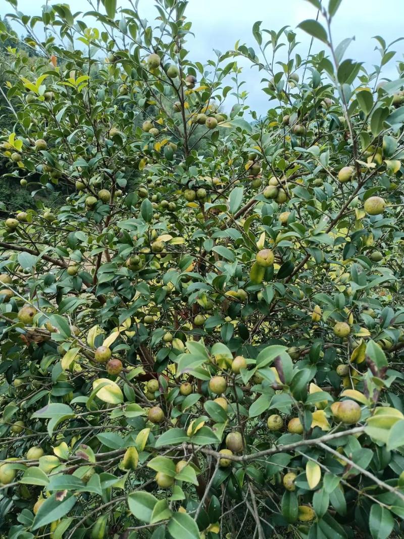 农村正宗茶油