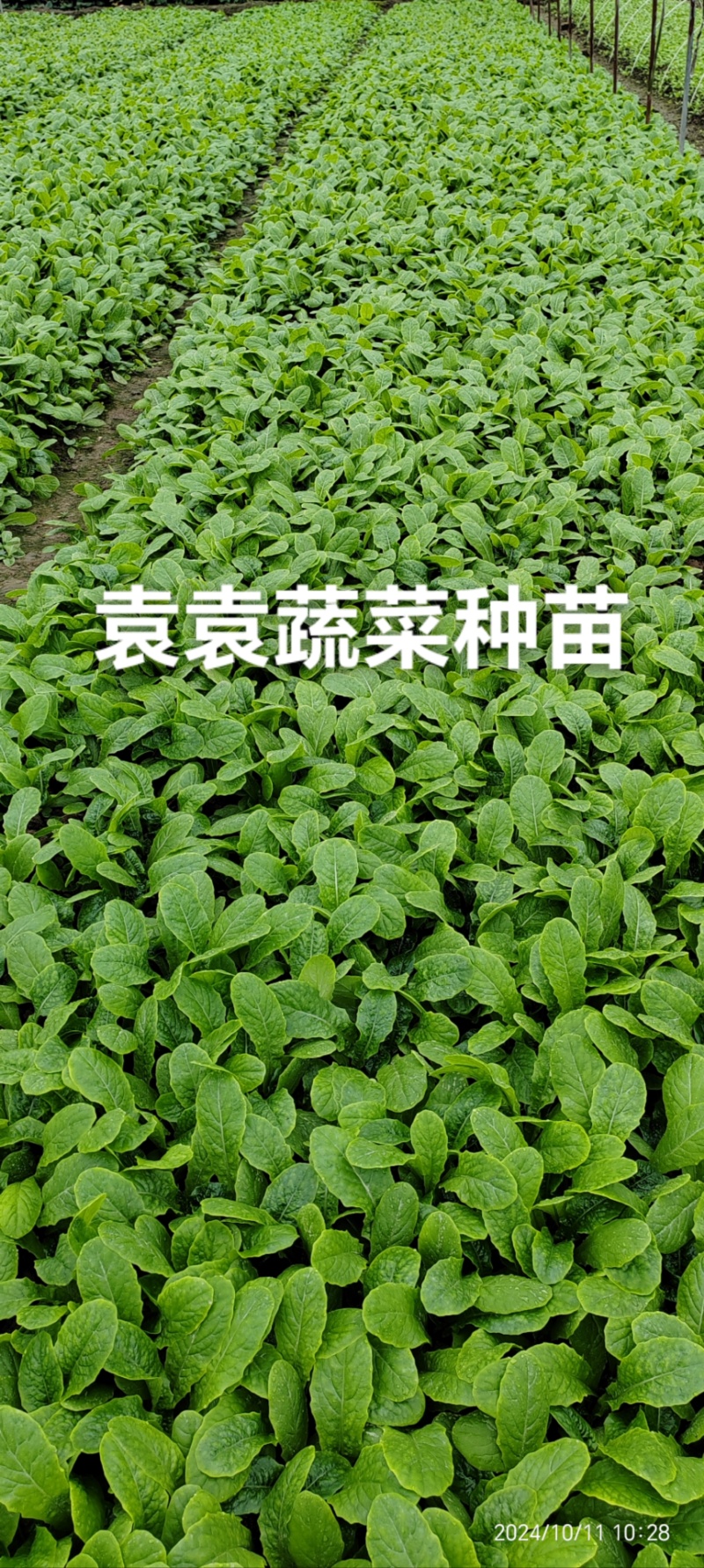 三青莴笋苗