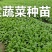 三青莴笋苗