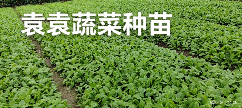 三青莴笋苗