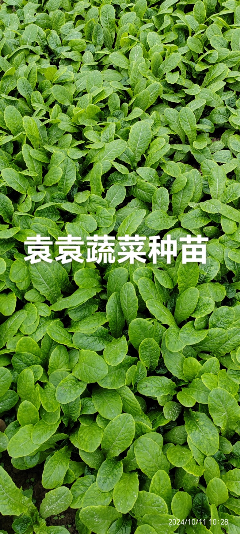 三青莴笋苗