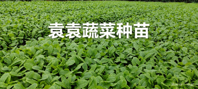 三青莴笋苗