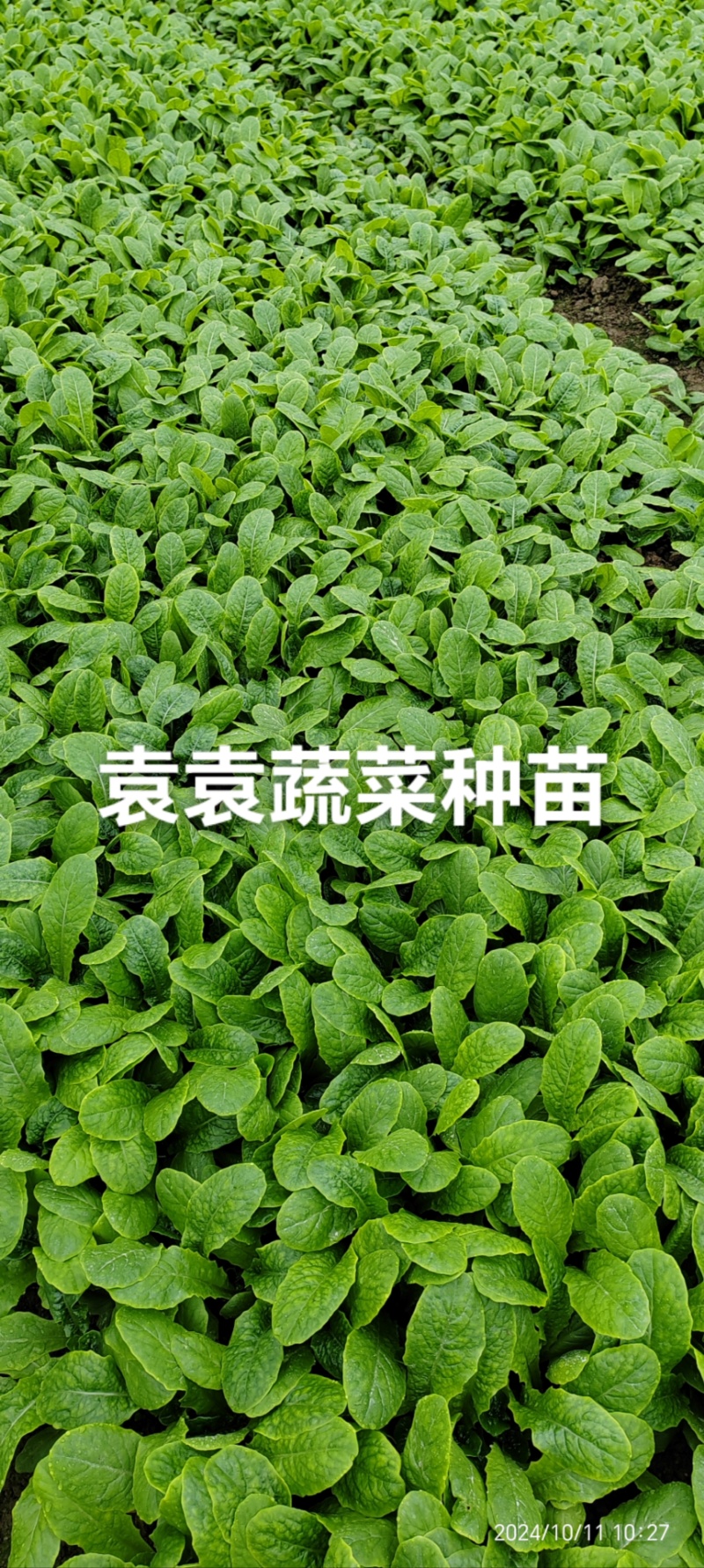 三青莴笋苗