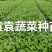 三青莴笋苗