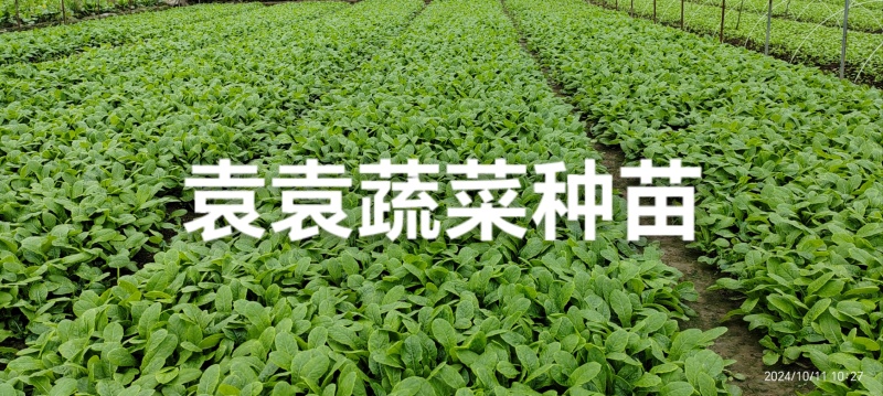 三青莴笋苗