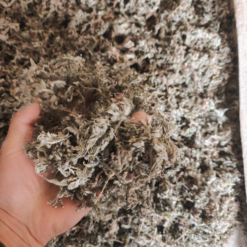 甘肃本地茵陈，质量好，杂质少。
