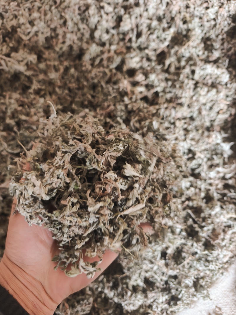 甘肃本地茵陈，质量好，杂质少。