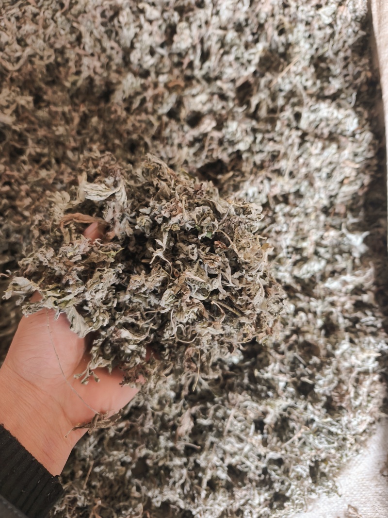 甘肃本地茵陈，质量好，杂质少。