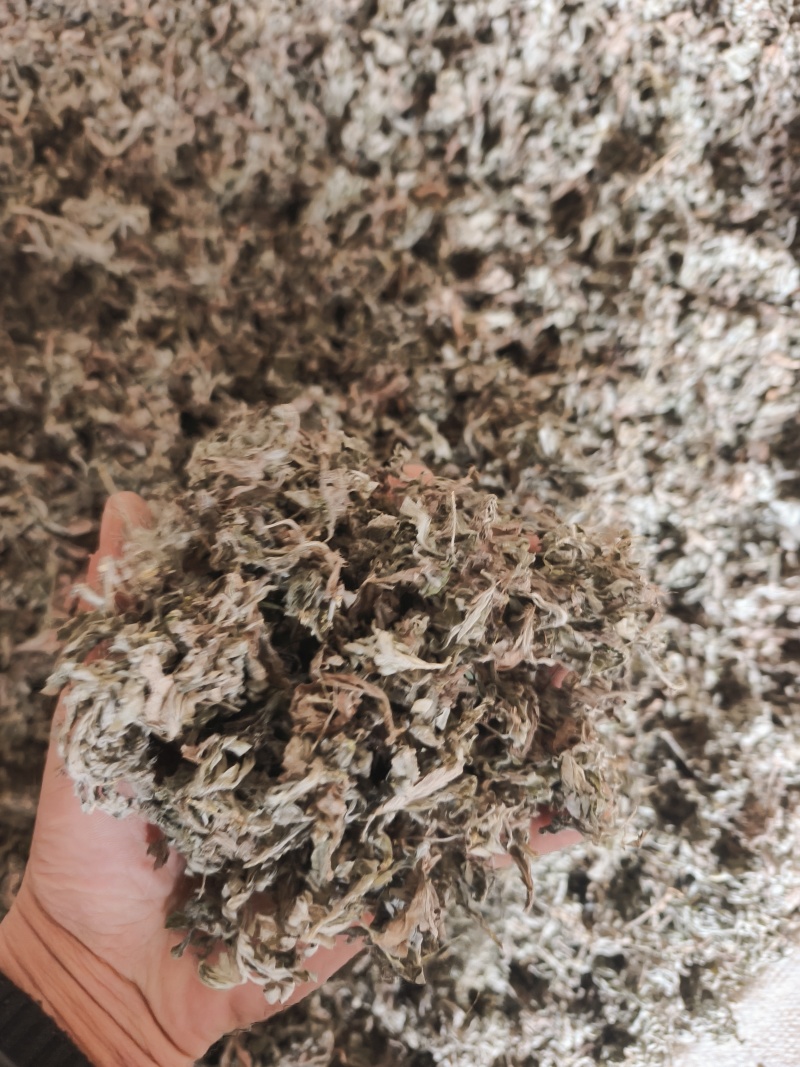 甘肃本地茵陈，质量好，杂质少。