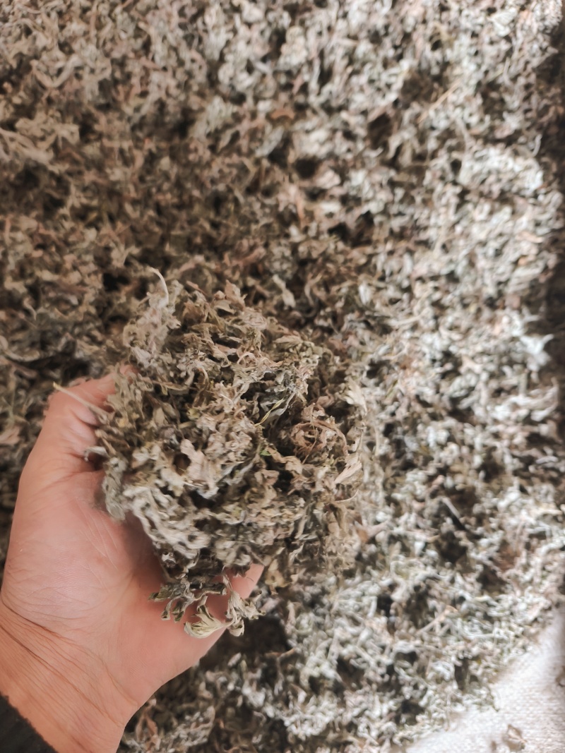 甘肃本地茵陈，质量好，杂质少。