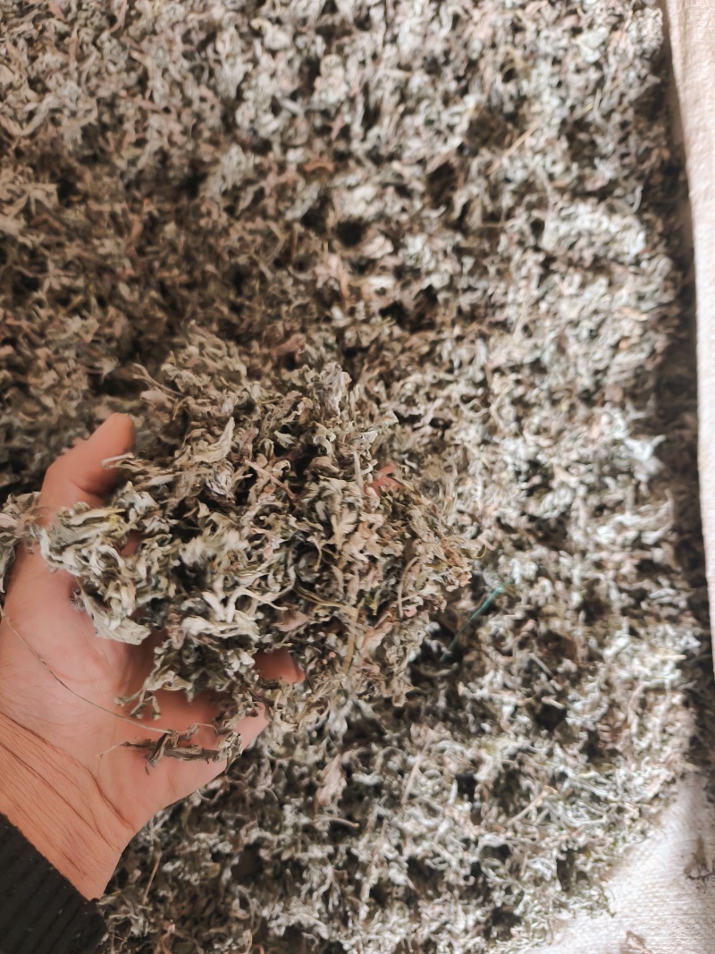 甘肃本地茵陈，质量好，杂质少。