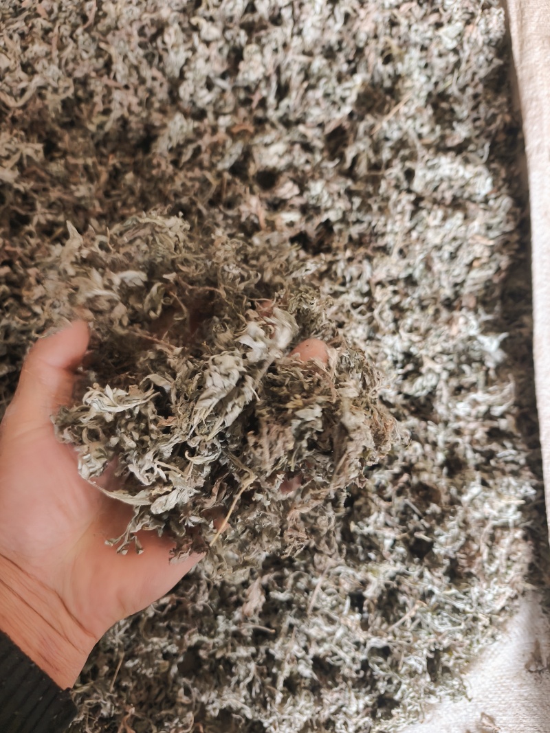 甘肃本地茵陈，质量好，杂质少。