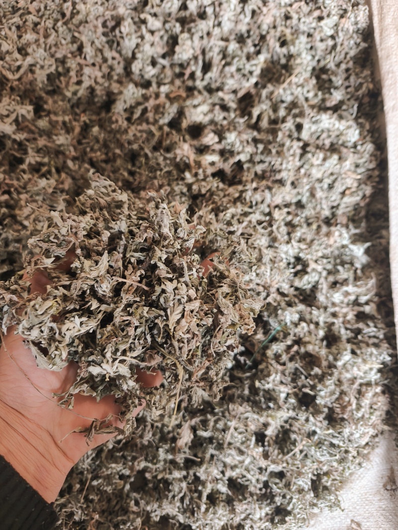 甘肃本地茵陈，质量好，杂质少。