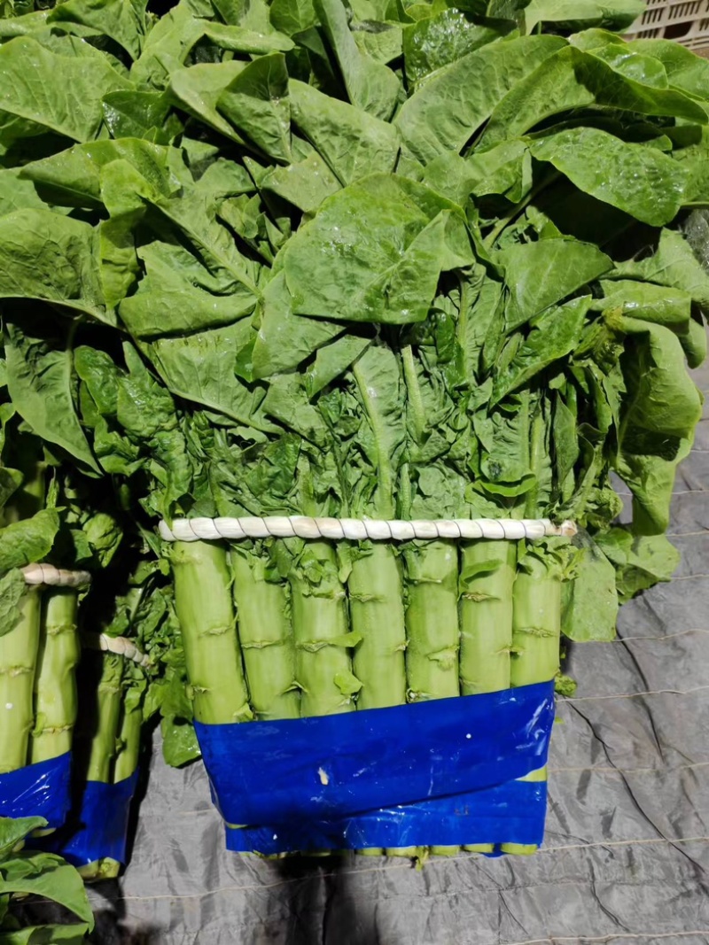 精品三青圆叶莴笋，青皮，青肉，大量供应，质量**