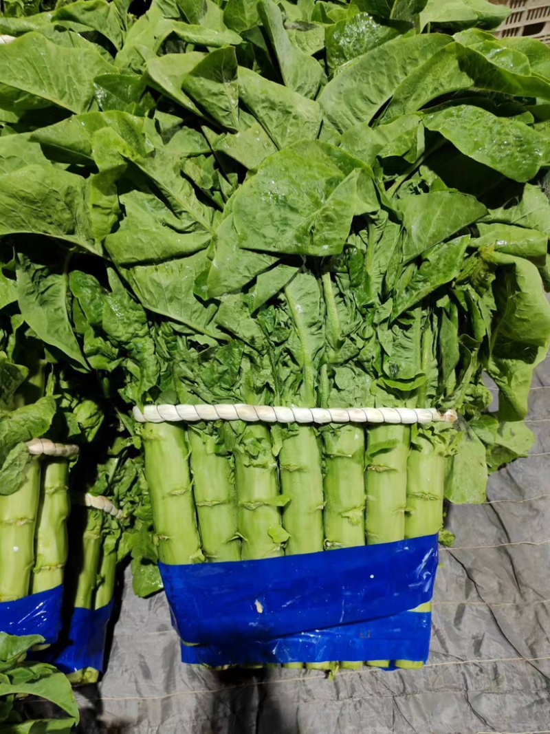 精品三青圆叶莴笋，青皮，青肉，大量供应，质量**