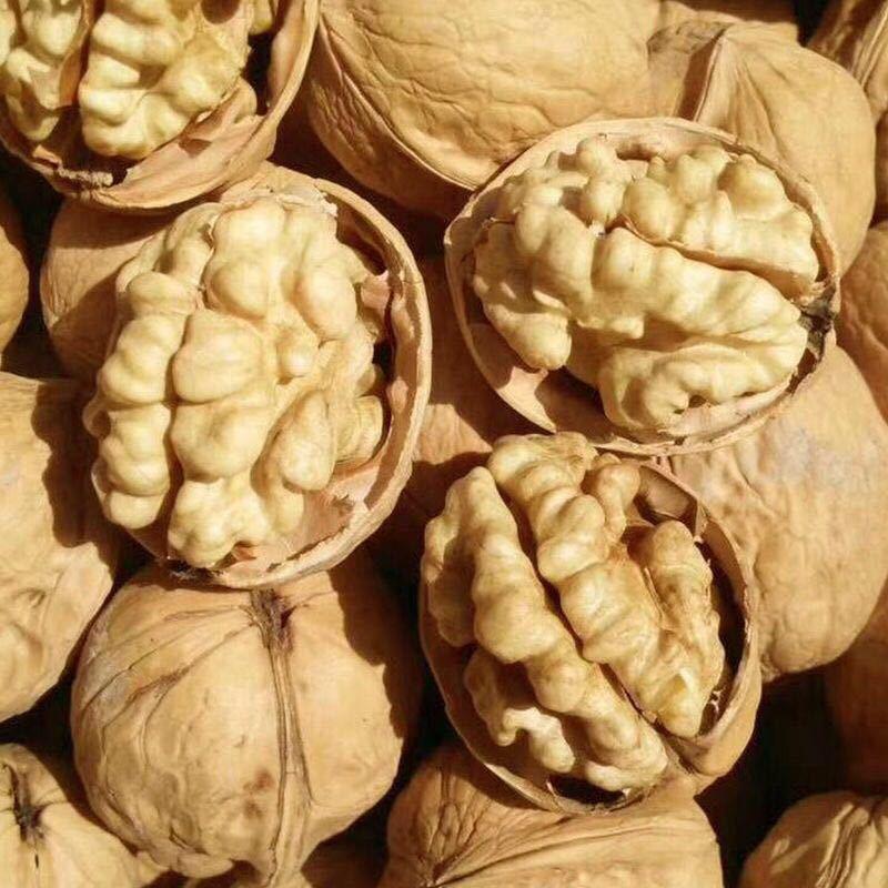 【礼品纸皮核桃】新货供应保质保量健康美味视频看货