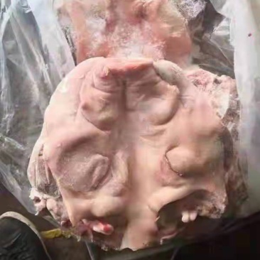 生猪头