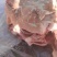 生猪头
