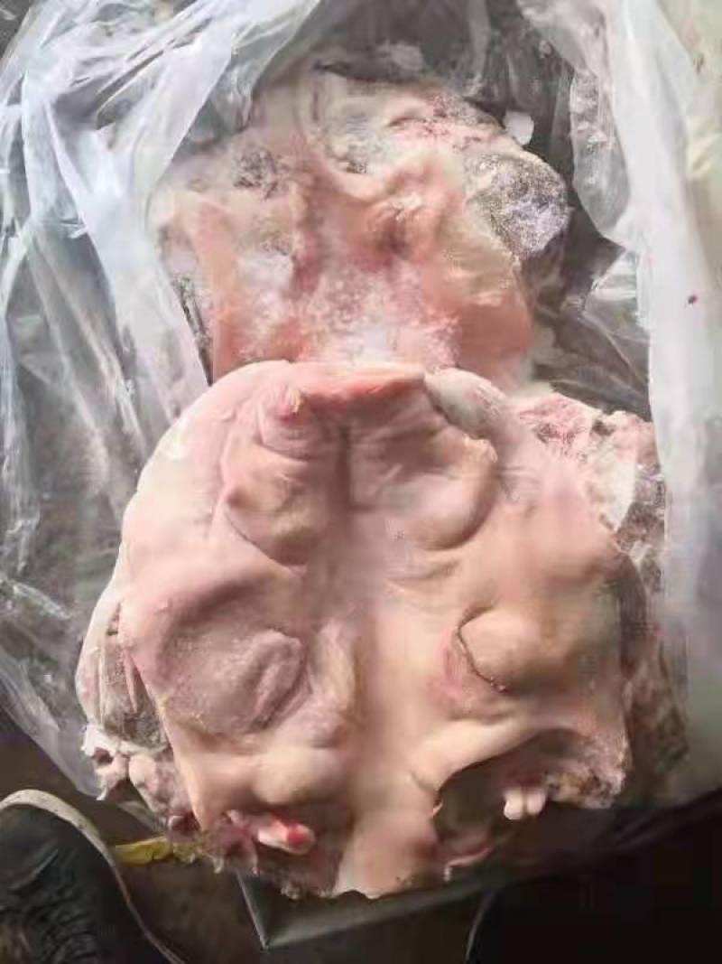 生猪头