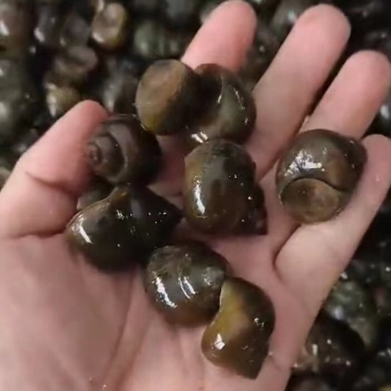 湖北厚壳田螺中华圆田螺各种规格有货一手货源欢迎咨询