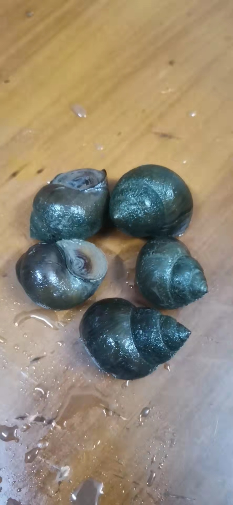 湖北厚壳田螺中华圆田螺各种规格有货一手货源欢迎咨询