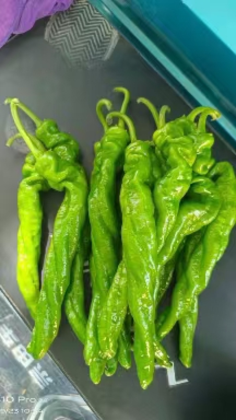 《实力》万亩温室大棚螺丝椒基地，皮薄微辣，量大从优按需打包