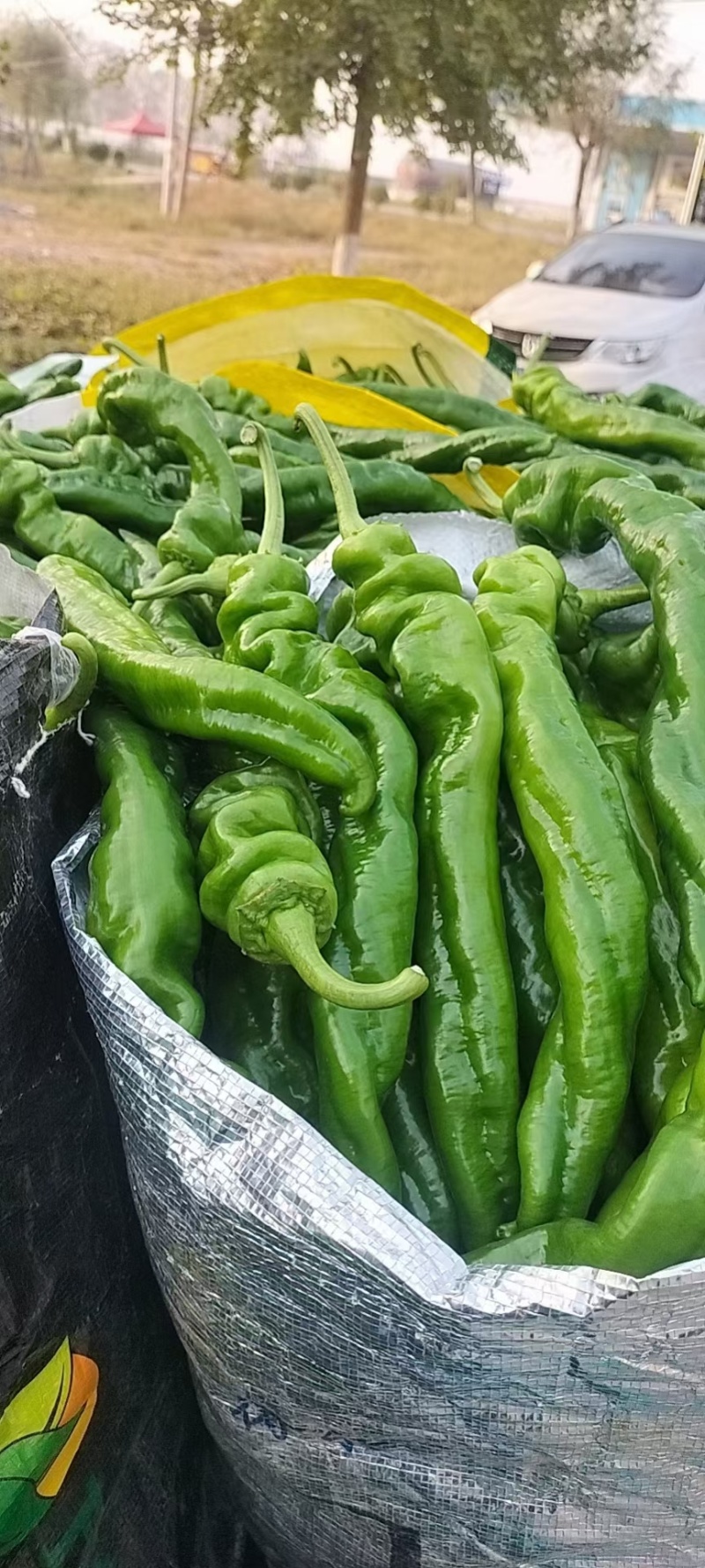 《实力》万亩温室大棚螺丝椒基地，皮薄微辣，量大从优按需打包