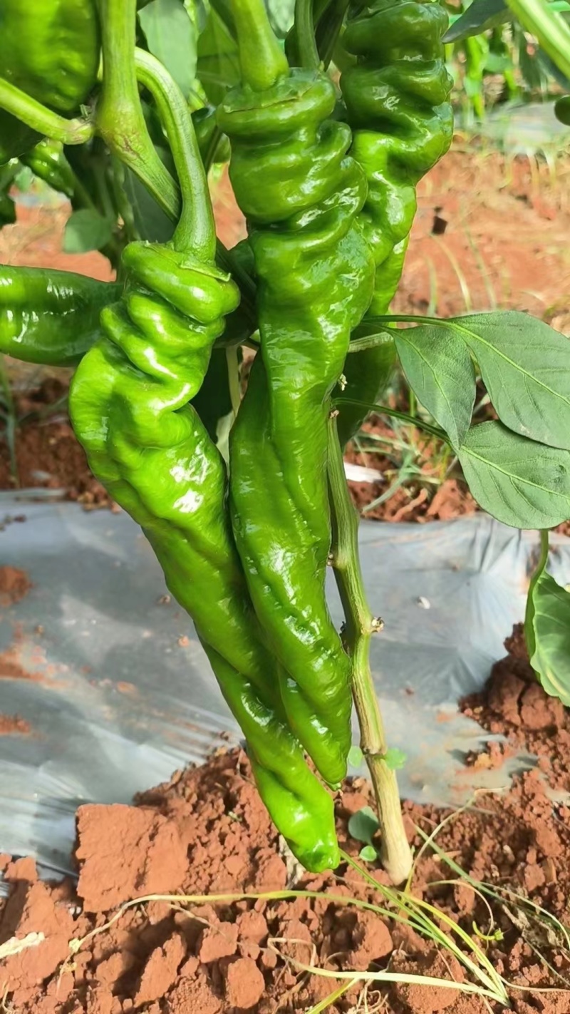 《实力》万亩温室大棚螺丝椒基地，皮薄微辣，量大从优按需打包