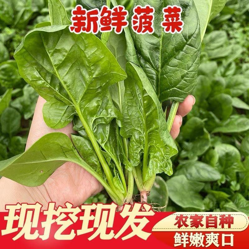 甘肃精品菠菜大量上市，产地一手货源，价格便宜，品质保证