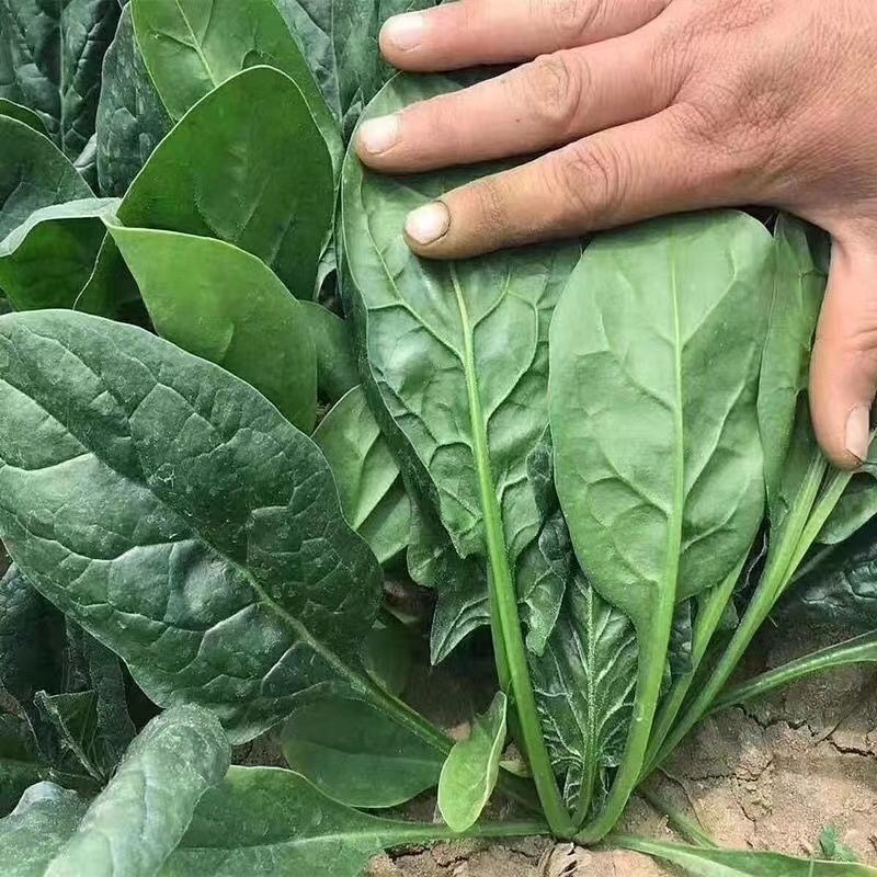 甘肃精品菠菜大量上市，产地一手货源，价格便宜，品质保证