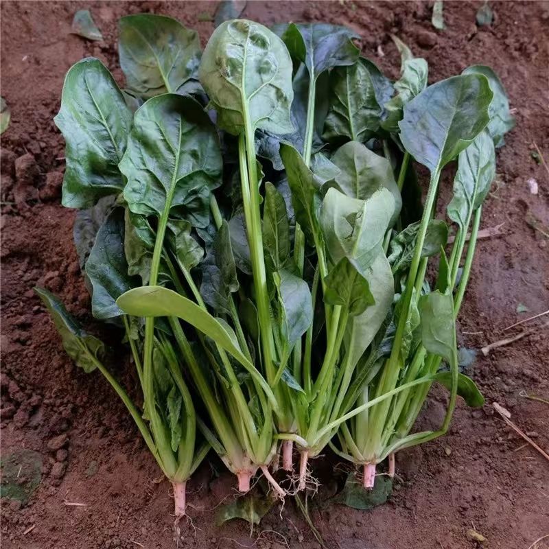 甘肃精品菠菜大量上市，产地一手货源，价格便宜，品质保证