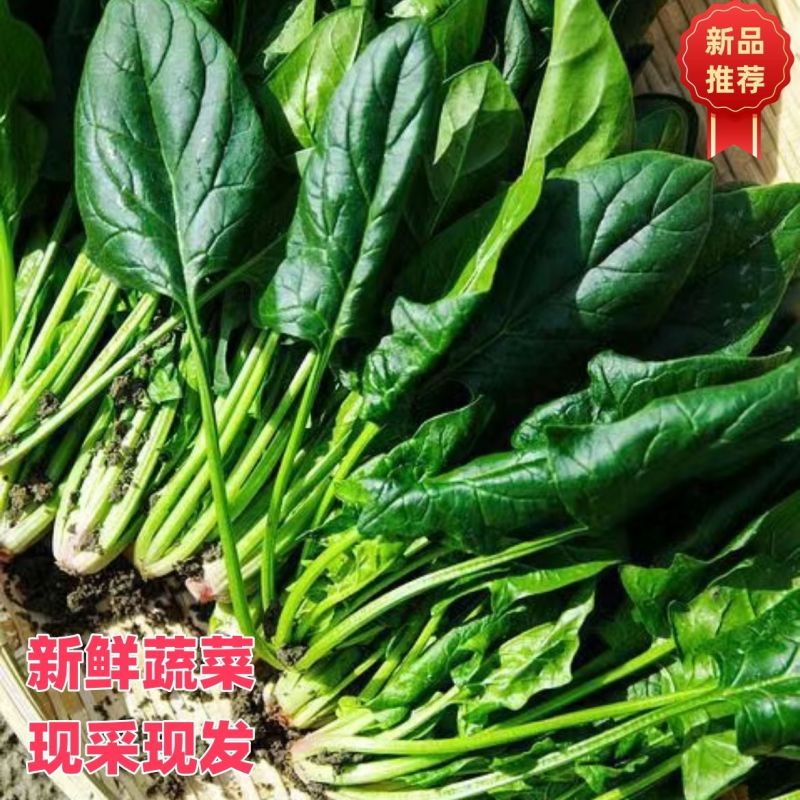 甘肃精品菠菜大量上市，产地一手货源，价格便宜，品质保证