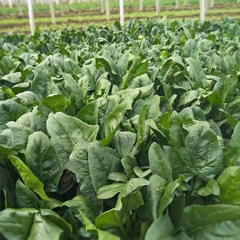 甘肃精品菠菜大量上市，产地一手货源，价格便宜，品质保证