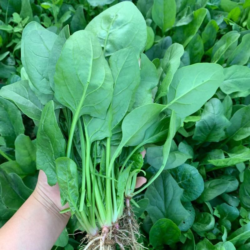 甘肃精品菠菜大量上市，产地一手货源，价格便宜，品质保证