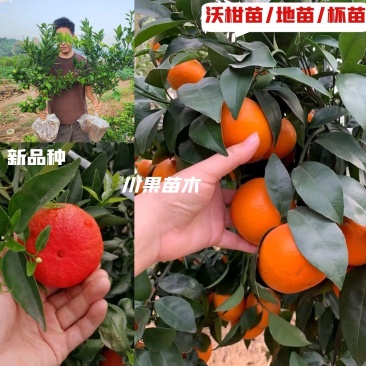 【新品种沃柑】沃柑苗098无核沃柑苗有籽普通沃柑苗