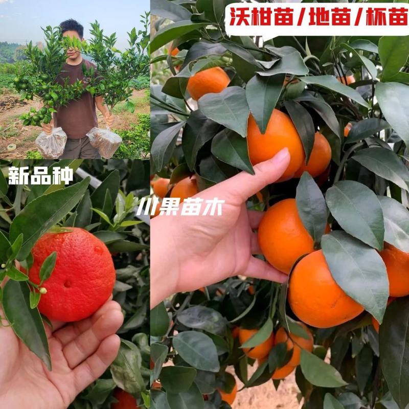 【新品种沃柑】沃柑苗098无核沃柑苗有籽普通沃柑苗