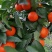 【新品种沃柑】沃柑苗098无核沃柑苗有籽普通沃柑苗